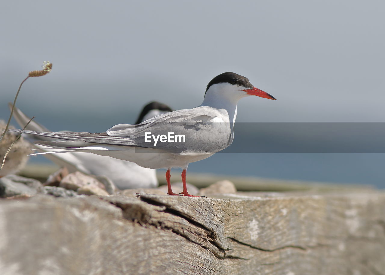 SEAGULL PERCHING ON ROCK