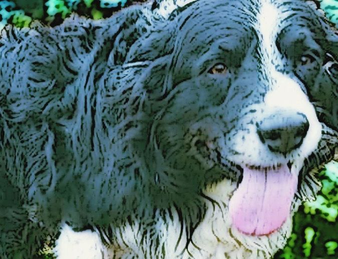 CLOSE-UP OF DOG IN WATER