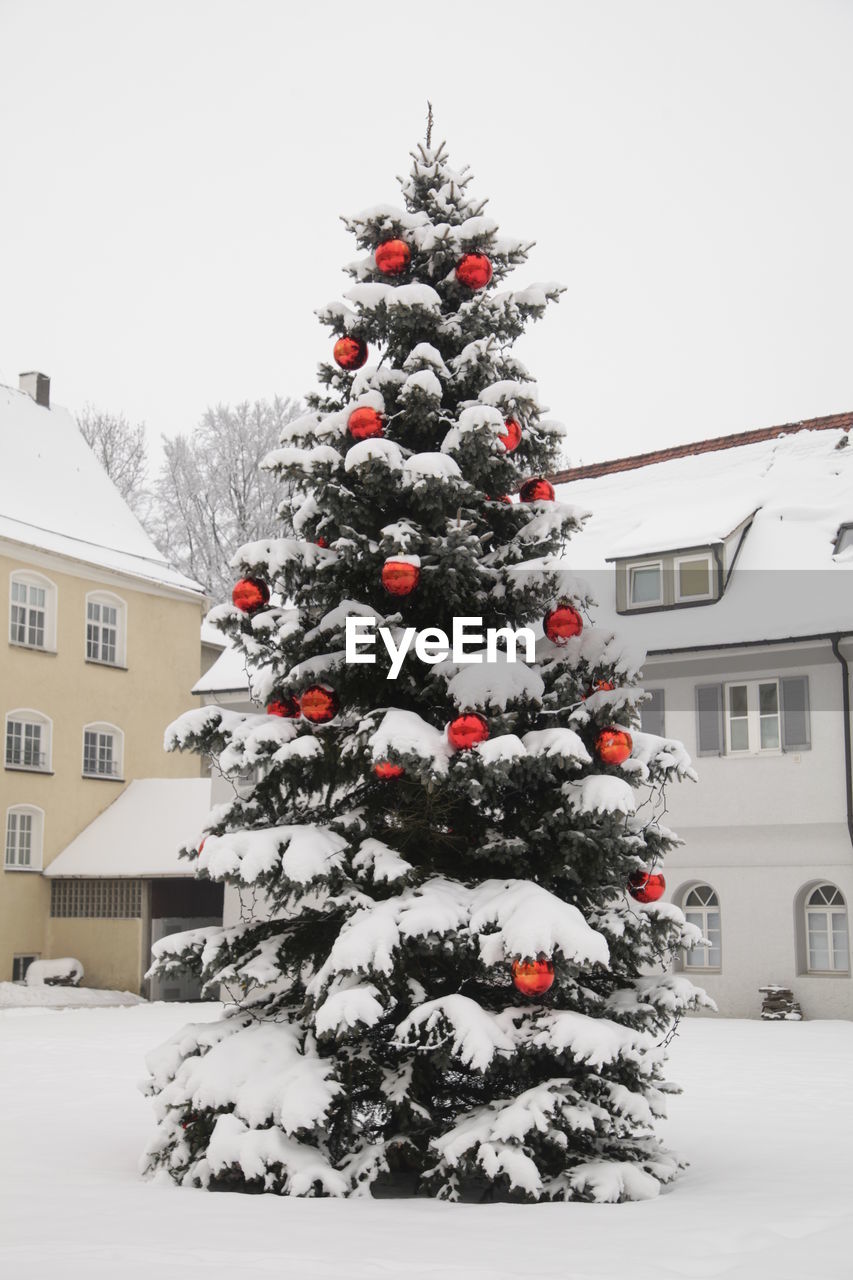 CHRISTMAS TREE ON SNOW COVERED LANDSCAPE