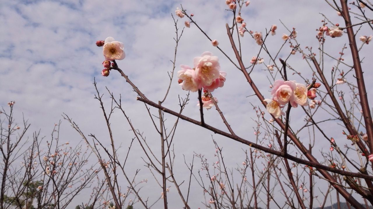 Low angle view of flowers against cloudy sky