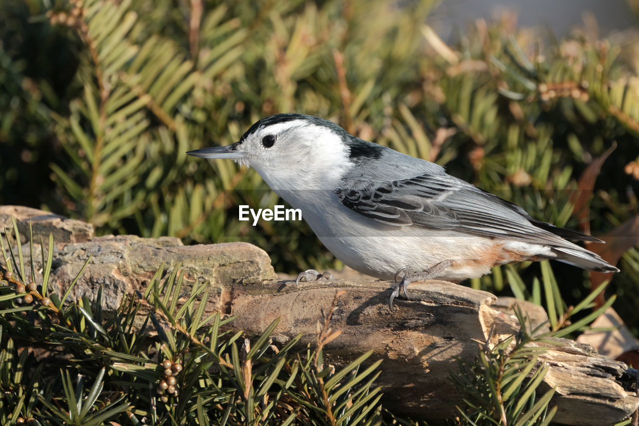 White-breasted nuthatch