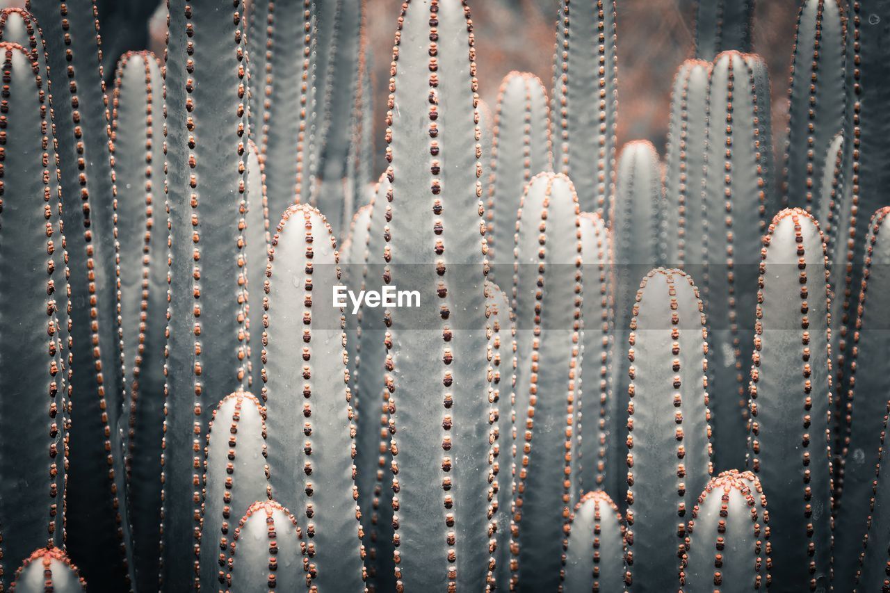 Full frame shot of cactuses.