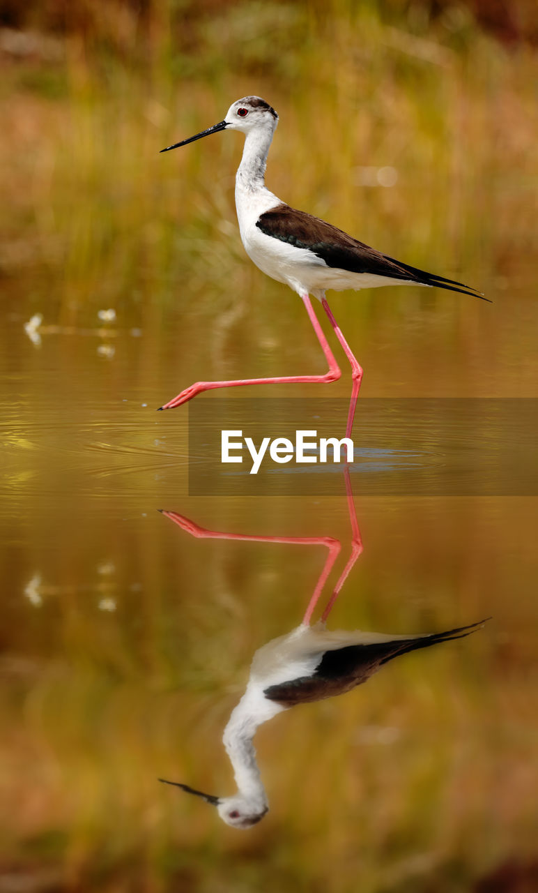 BIRD ON A LAKE