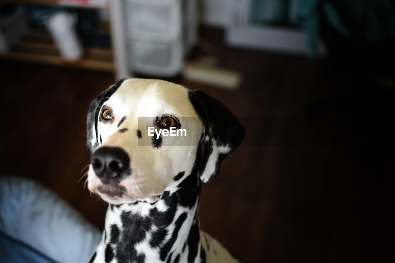 Close-up of dalmatian dog at home