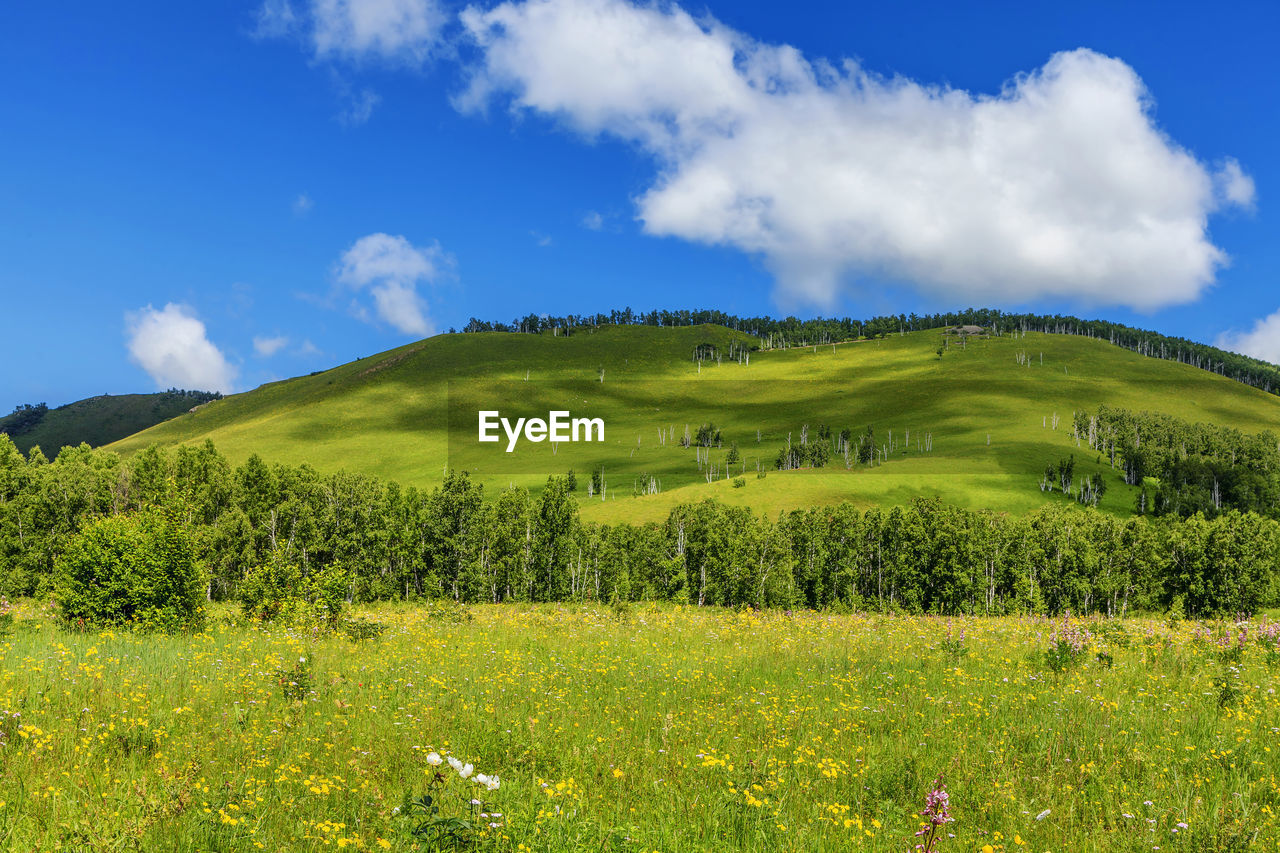 Scenic view of agricultural field against sky