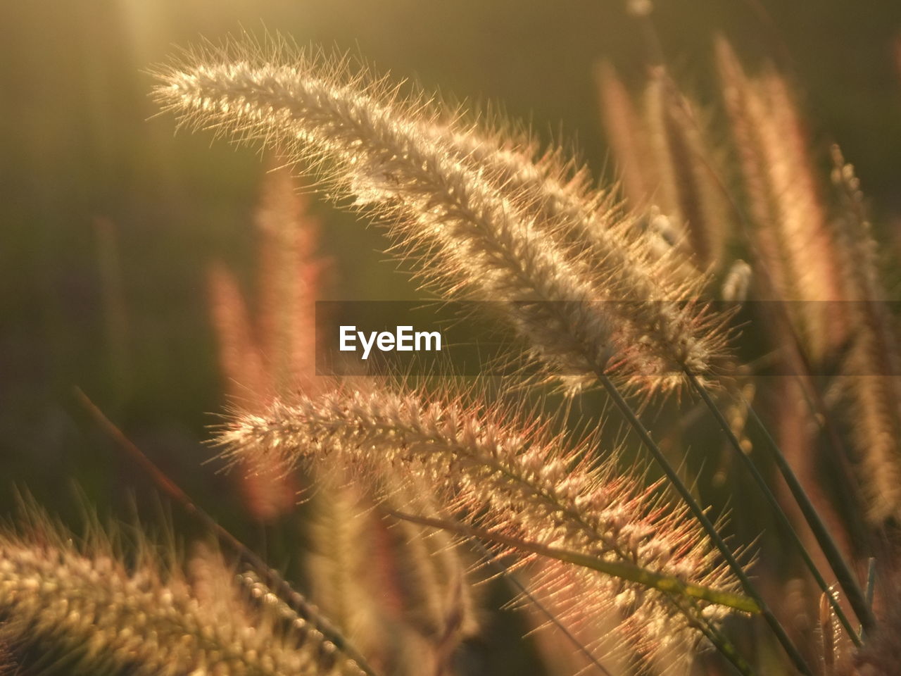 CLOSE-UP OF PLANT AGAINST BLURRED BACKGROUND