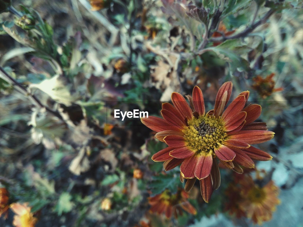 CLOSE-UP OF ORANGE FLOWER BLOOMING