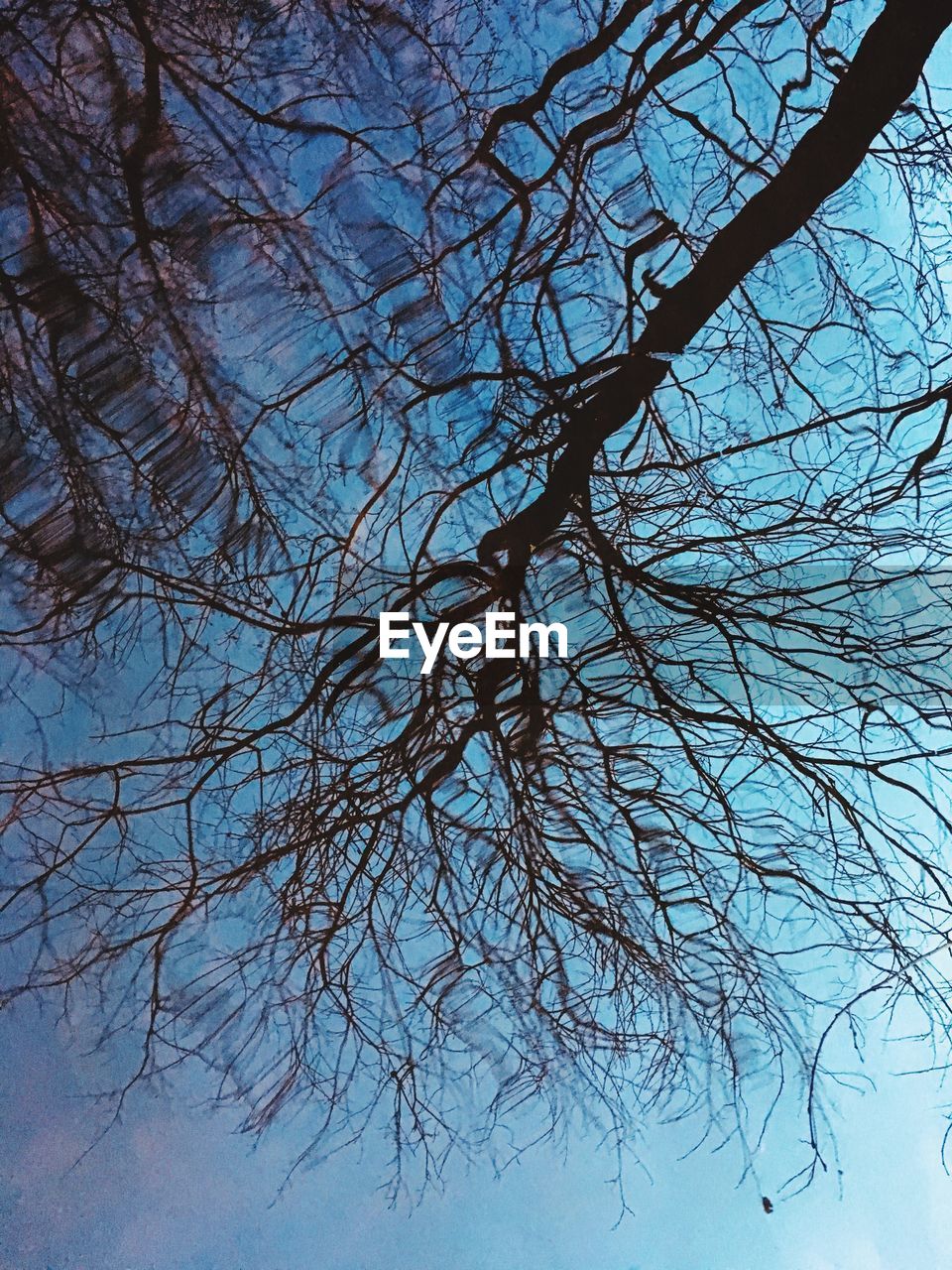 LOW ANGLE VIEW OF BARE TREE AGAINST CLEAR SKY