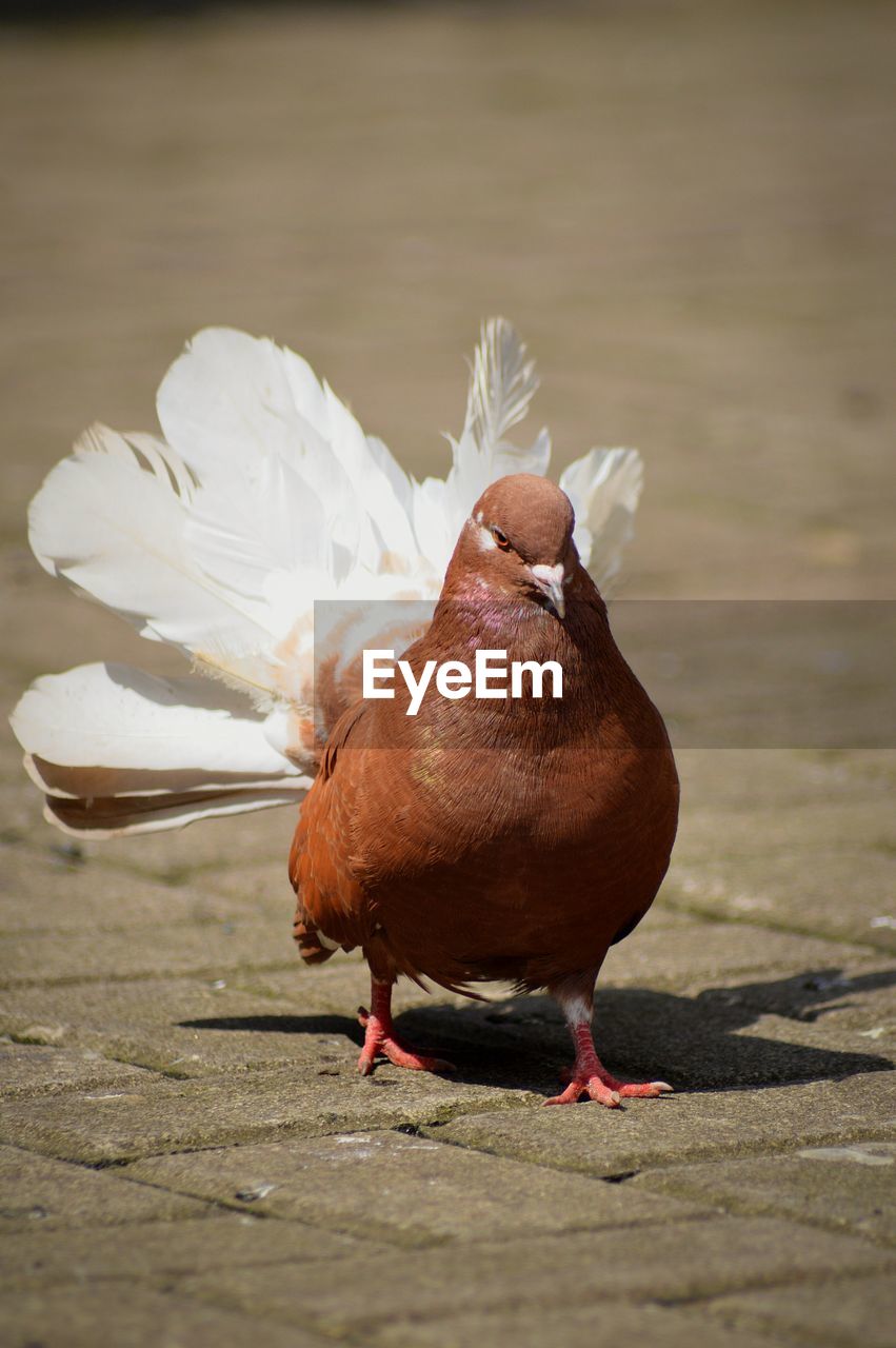 close-up of bird on street
