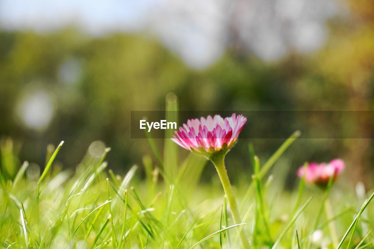 CLOSE-UP OF PINK FLOWERING PLANTS ON LAND