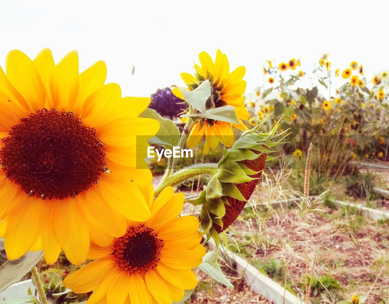 CLOSE-UP OF SUNFLOWER ON PLANT