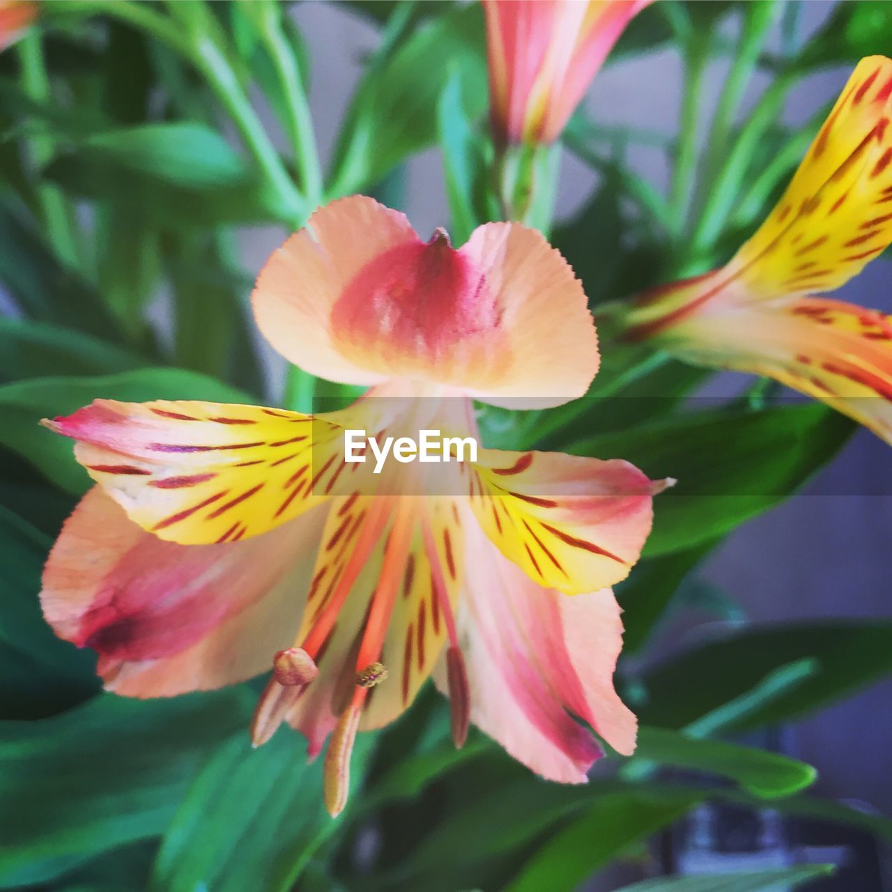 CLOSE-UP OF DAY LILY BLOOMING