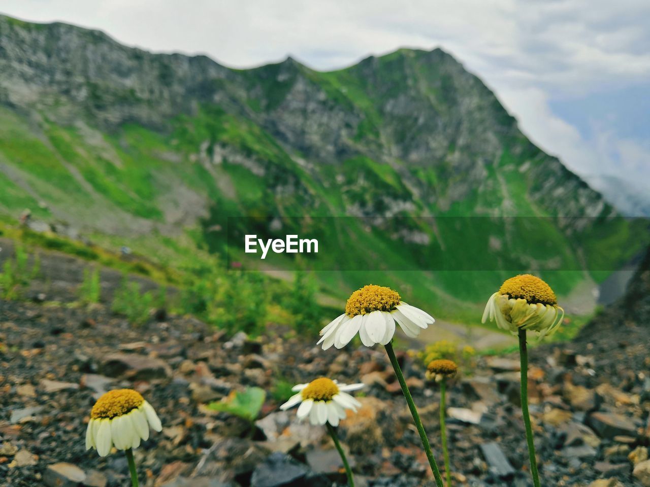 Close-up of yellow flowering plant on land