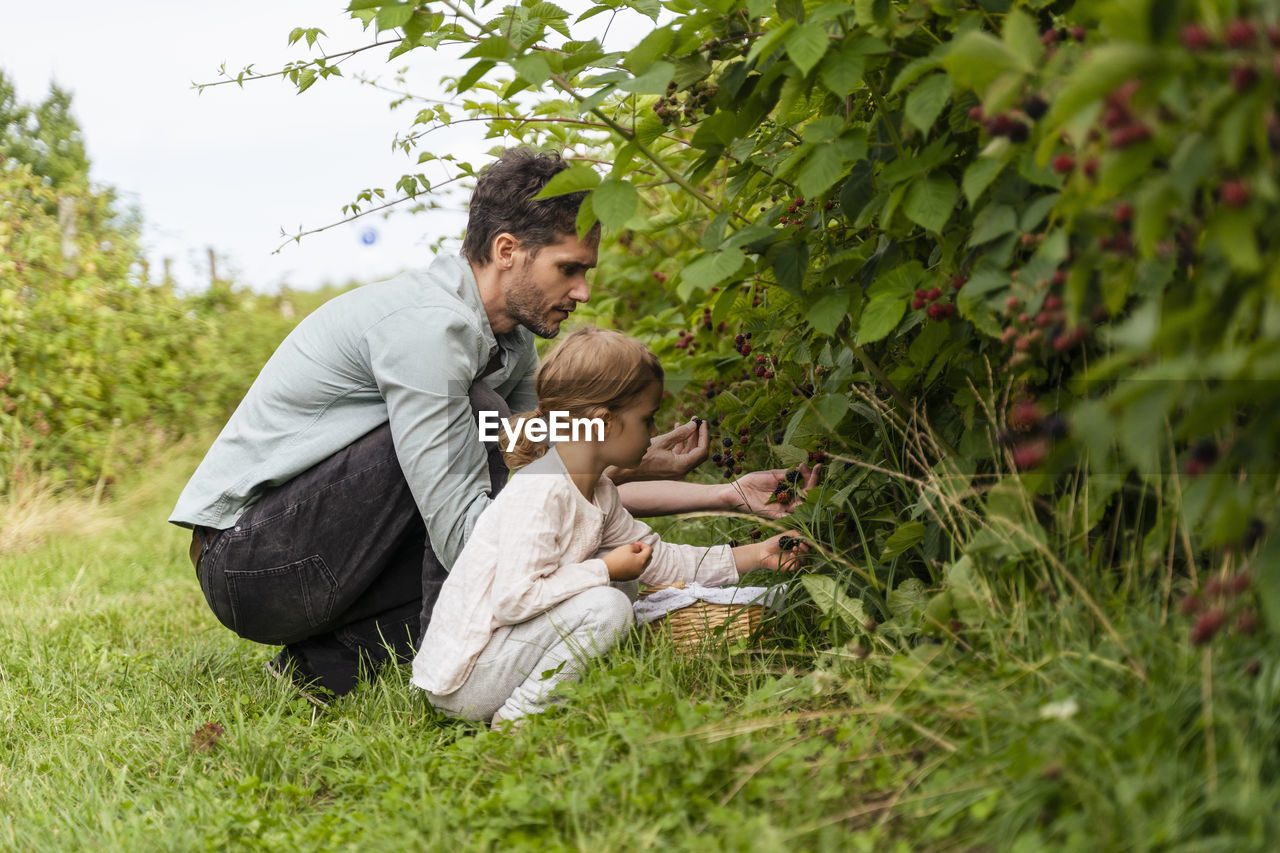 Father and daughter picking berries in orchard