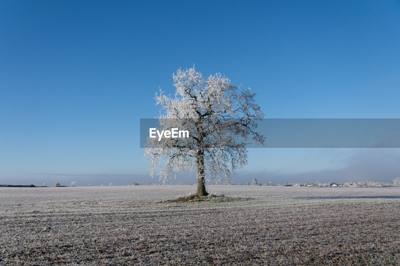 sky, horizon, plant, nature, tree, winter, frost, land, beauty in nature, blue, landscape, scenics - nature, tranquility, environment, morning, tranquil scene, no people, clear sky, day, sunlight, copy space, outdoors, snow, flower, cloud, cold temperature, non-urban scene, idyllic, field, single tree, water, rural scene, freezing, remote, white, sea