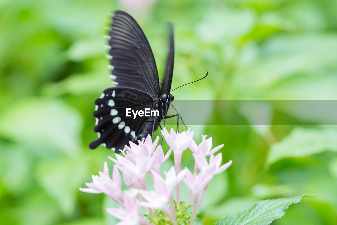 Close-up of butterfly pollinating on flower