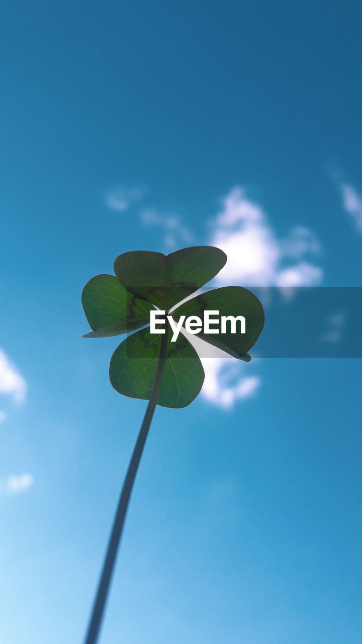 LOW ANGLE VIEW OF PLANT LEAVES AGAINST BLUE SKY