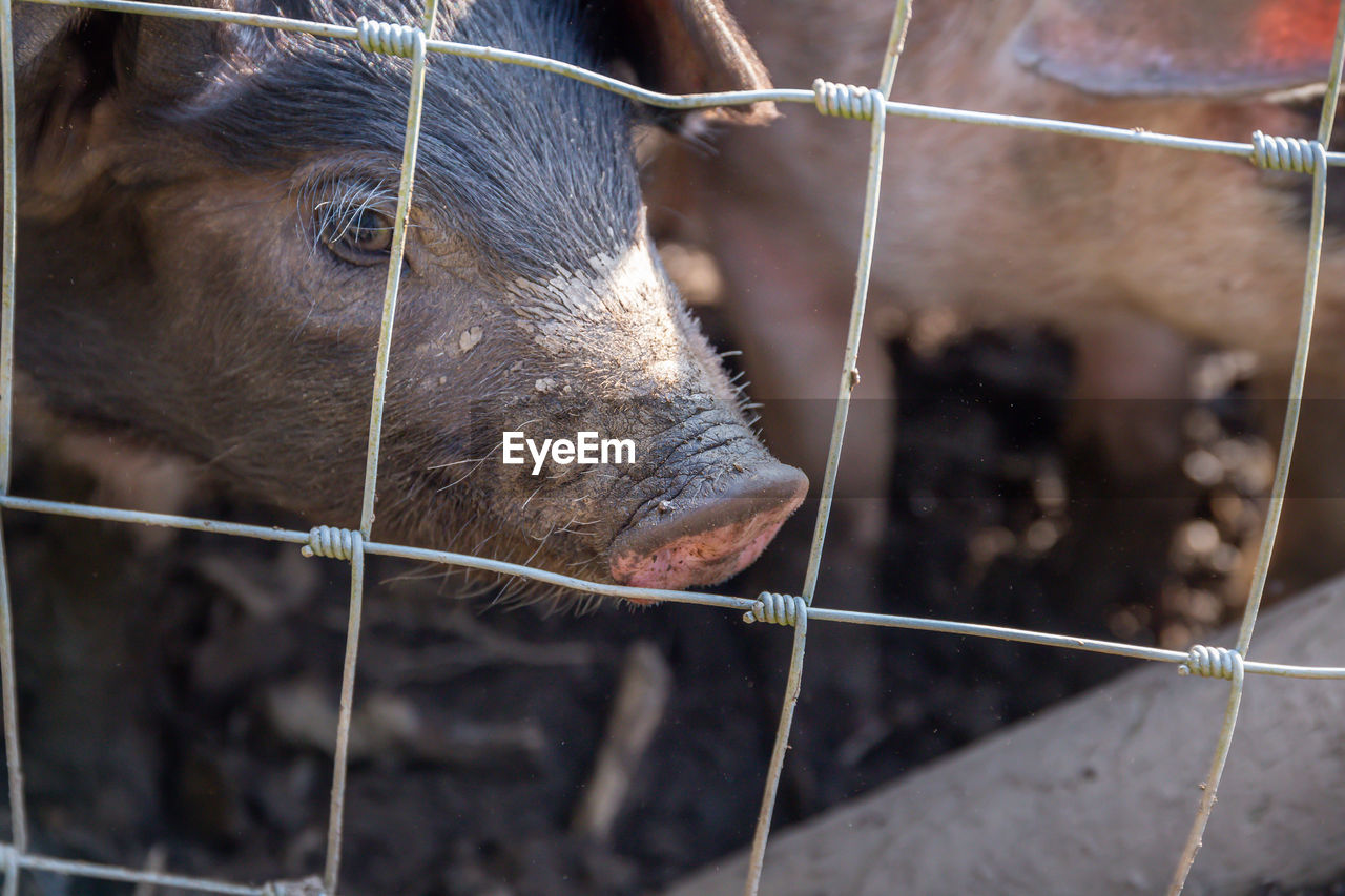 Close-up of saddleback pigs behind wire fencing 