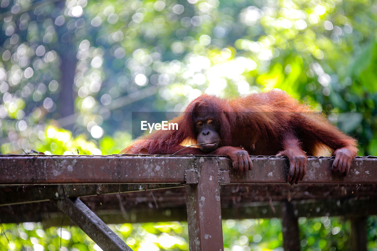 VIEW OF A MONKEY