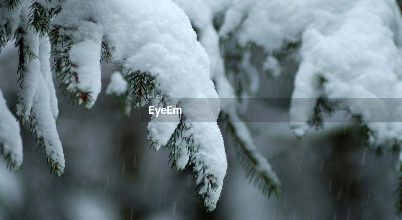 Close-up of snow covered tree