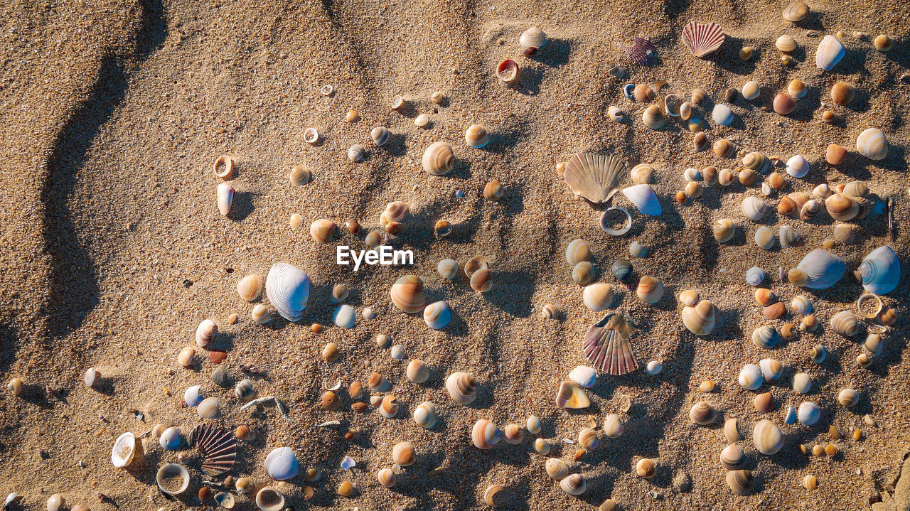 HIGH ANGLE VIEW OF PEBBLE ON BEACH