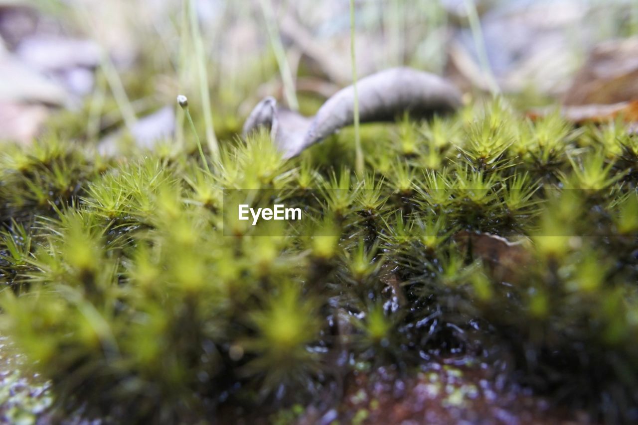 Close-up of moss growing on field