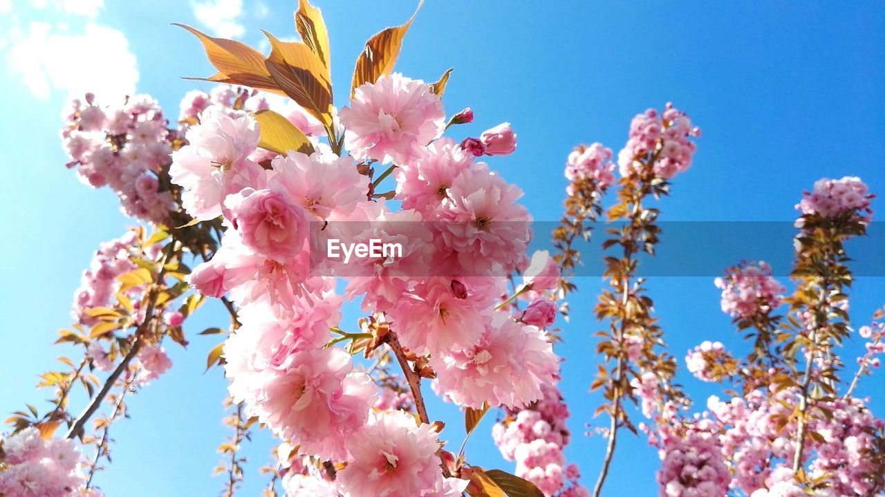 Low angle view of pink flowers against sky