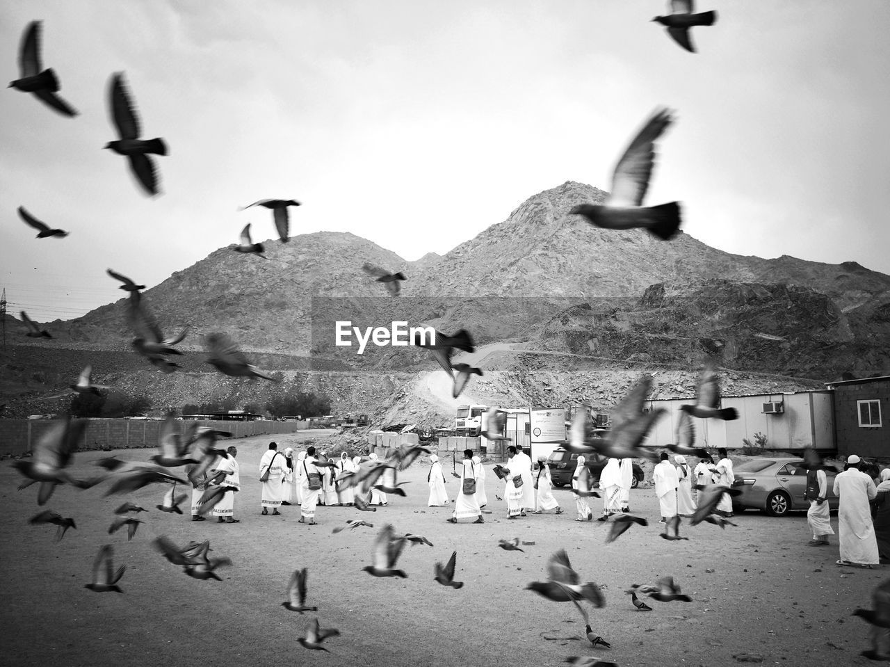 Flock of seagulls flying by mountain against sky