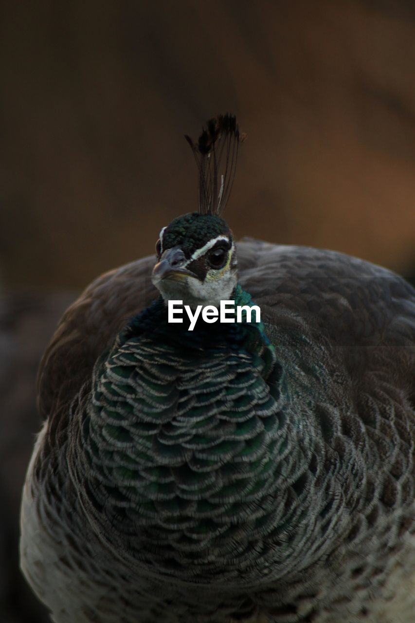 CLOSE-UP PORTRAIT OF A BIRD