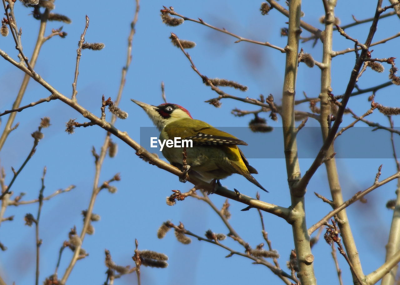 BIRD PERCHING ON A BRANCH