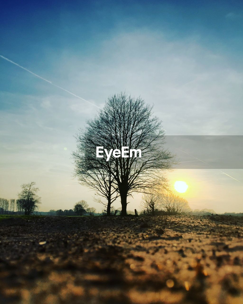 TREE ON FIELD AGAINST SKY AT SUNSET