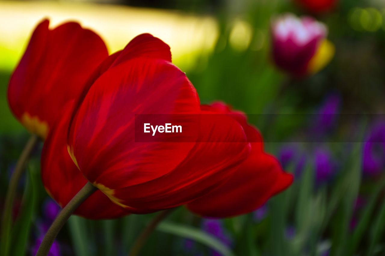 CLOSE-UP OF RED TULIPS