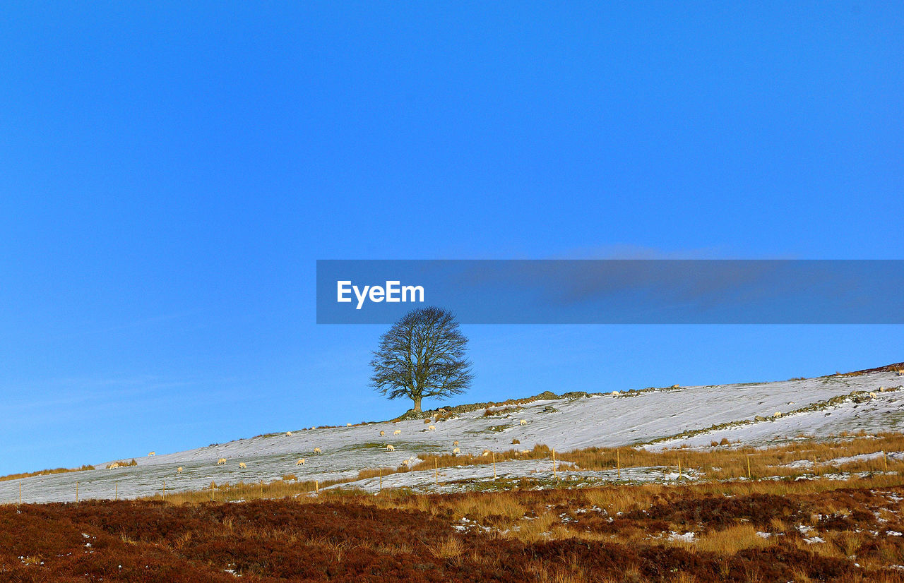 Trees on landscape against blue sky