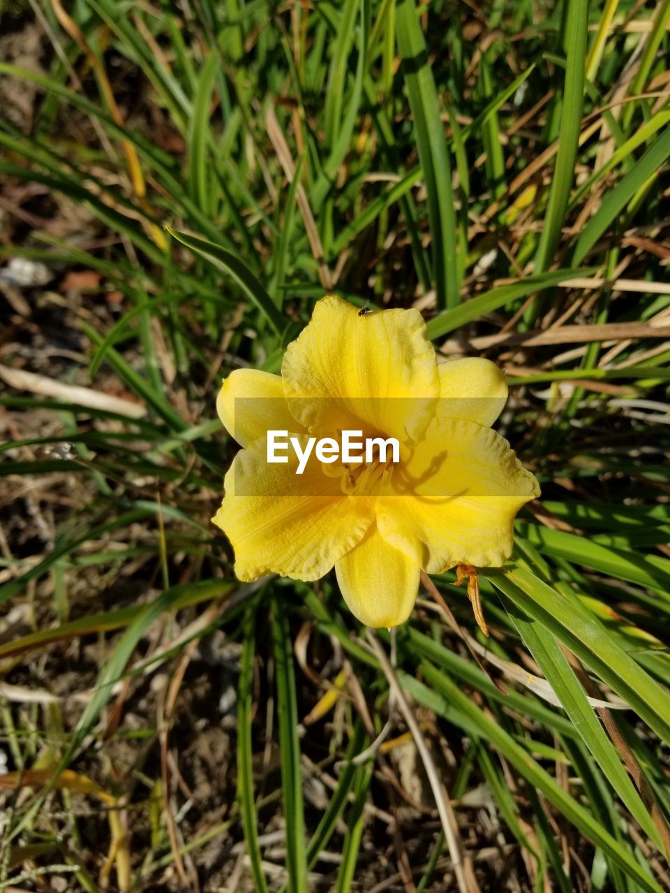 CLOSE-UP OF YELLOW FLOWERS BLOOMING IN FIELD