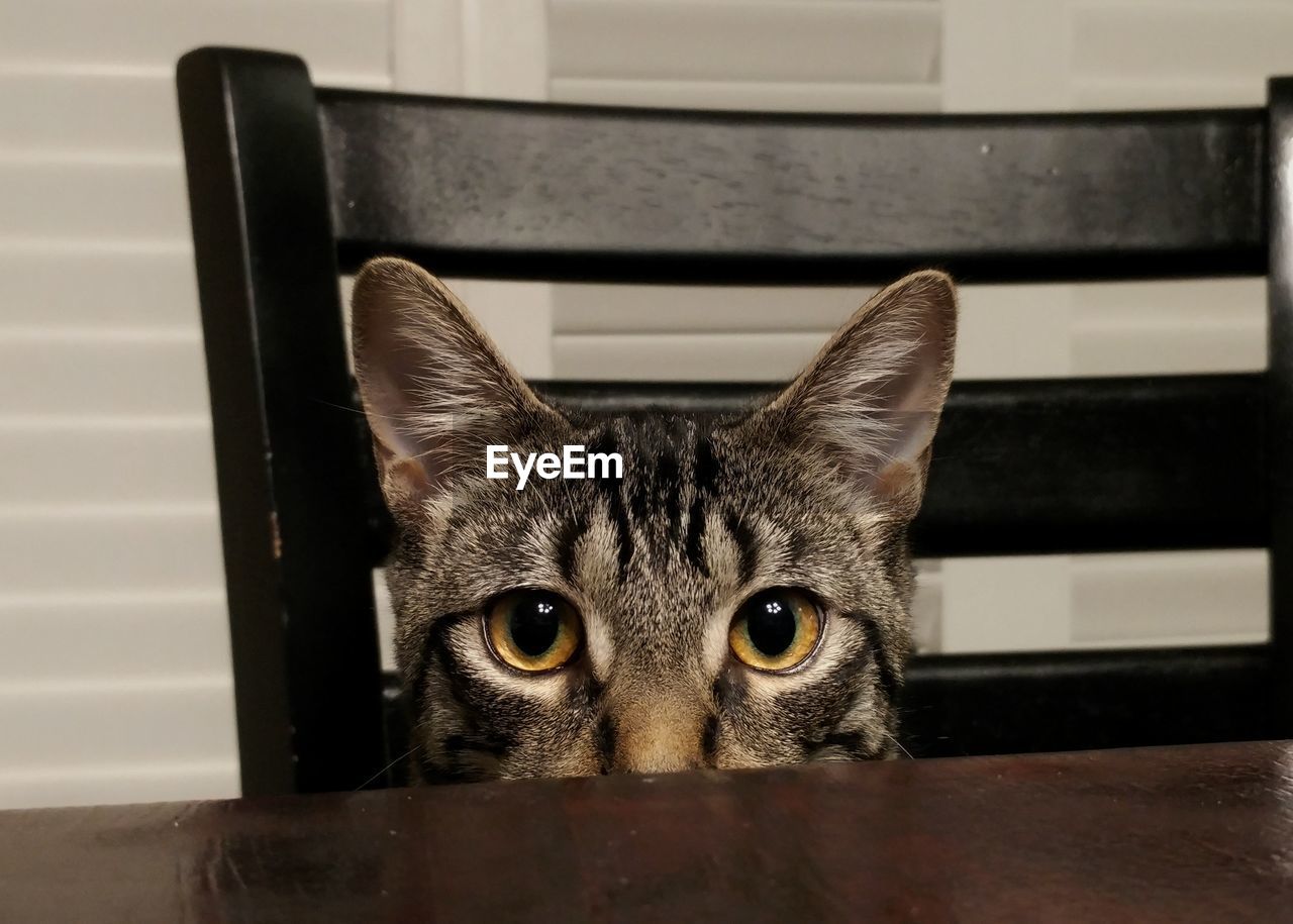 Close-up portrait of cat sitting on chair at table