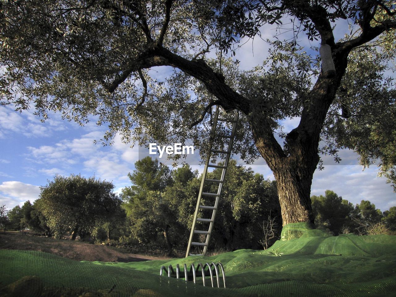 LOW ANGLE VIEW OF TREES AGAINST SKY