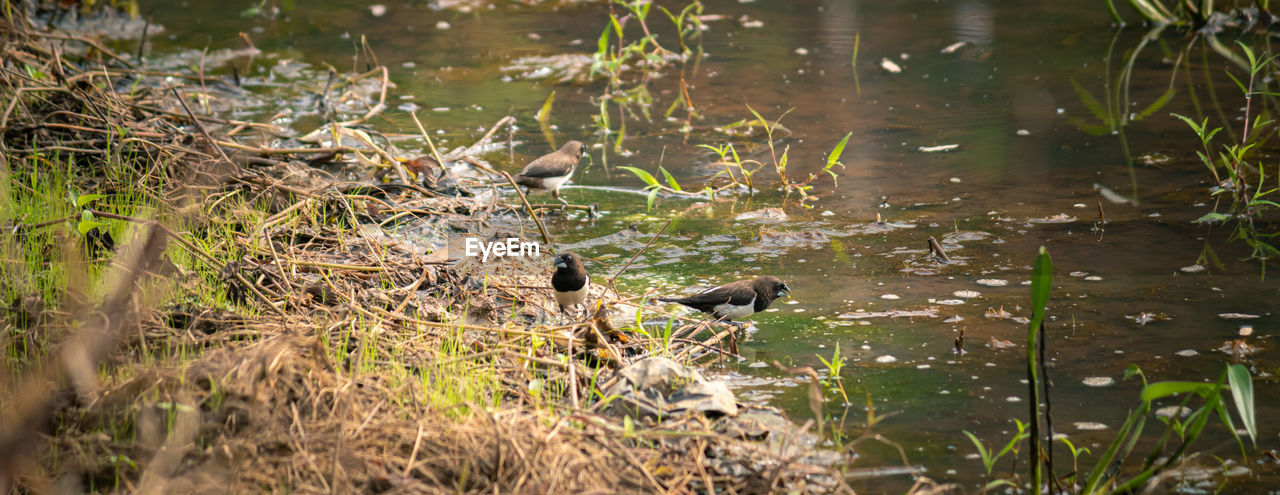 BIRDS PERCHING ON LAKE