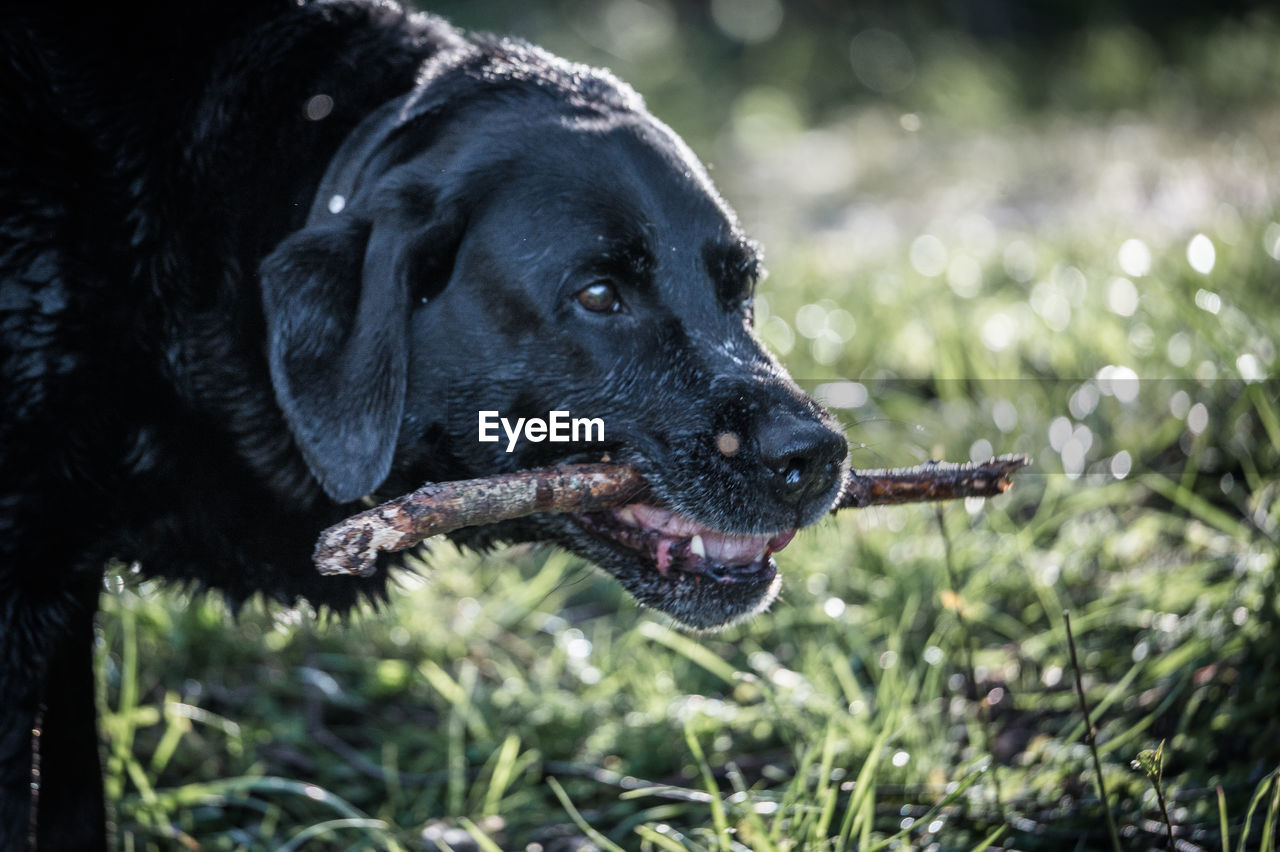 Close-up of dog looking away