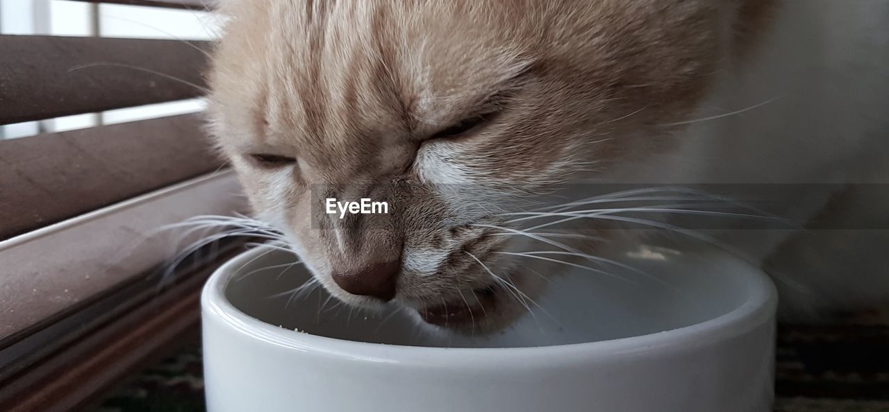 CLOSE-UP OF CAT DRINKING WATER FROM CONTAINER