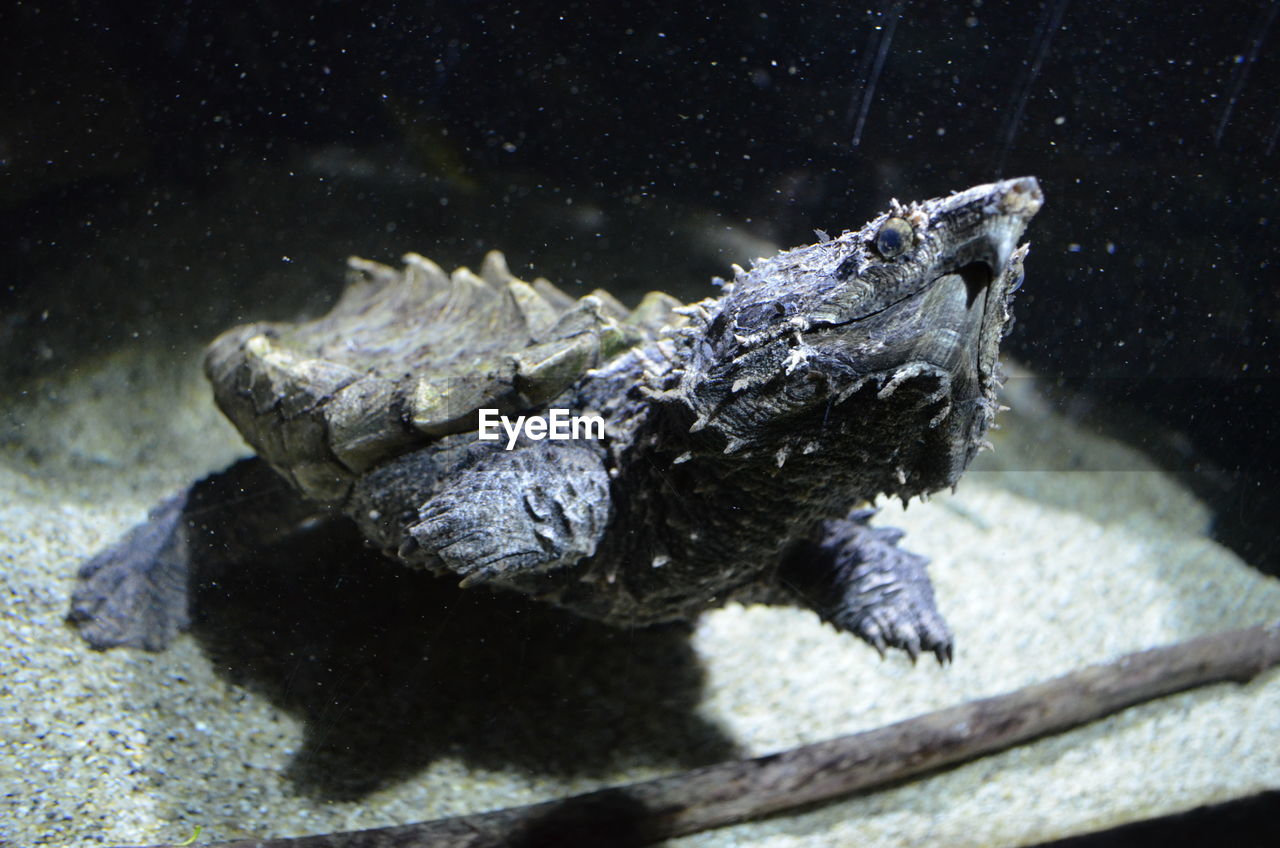 Close-up of alligator snapping turtle in tank at aquarium