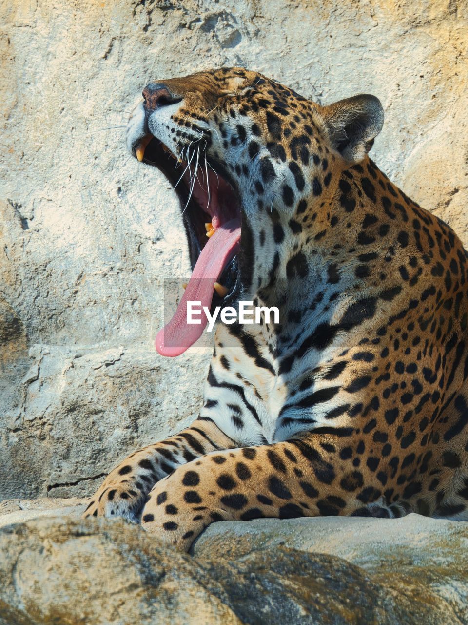 animal, animal themes, one animal, big cat, feline, mammal, animal wildlife, cat, mouth open, wildlife, leopard, yawning, no people, carnivora, facial expression, felidae, animal body part, relaxation, spotted, carnivore, day, zoo, animal mouth, nature, eyes closed, animal markings, outdoors, whiskers, roaring, rock, animal tongue, looking away