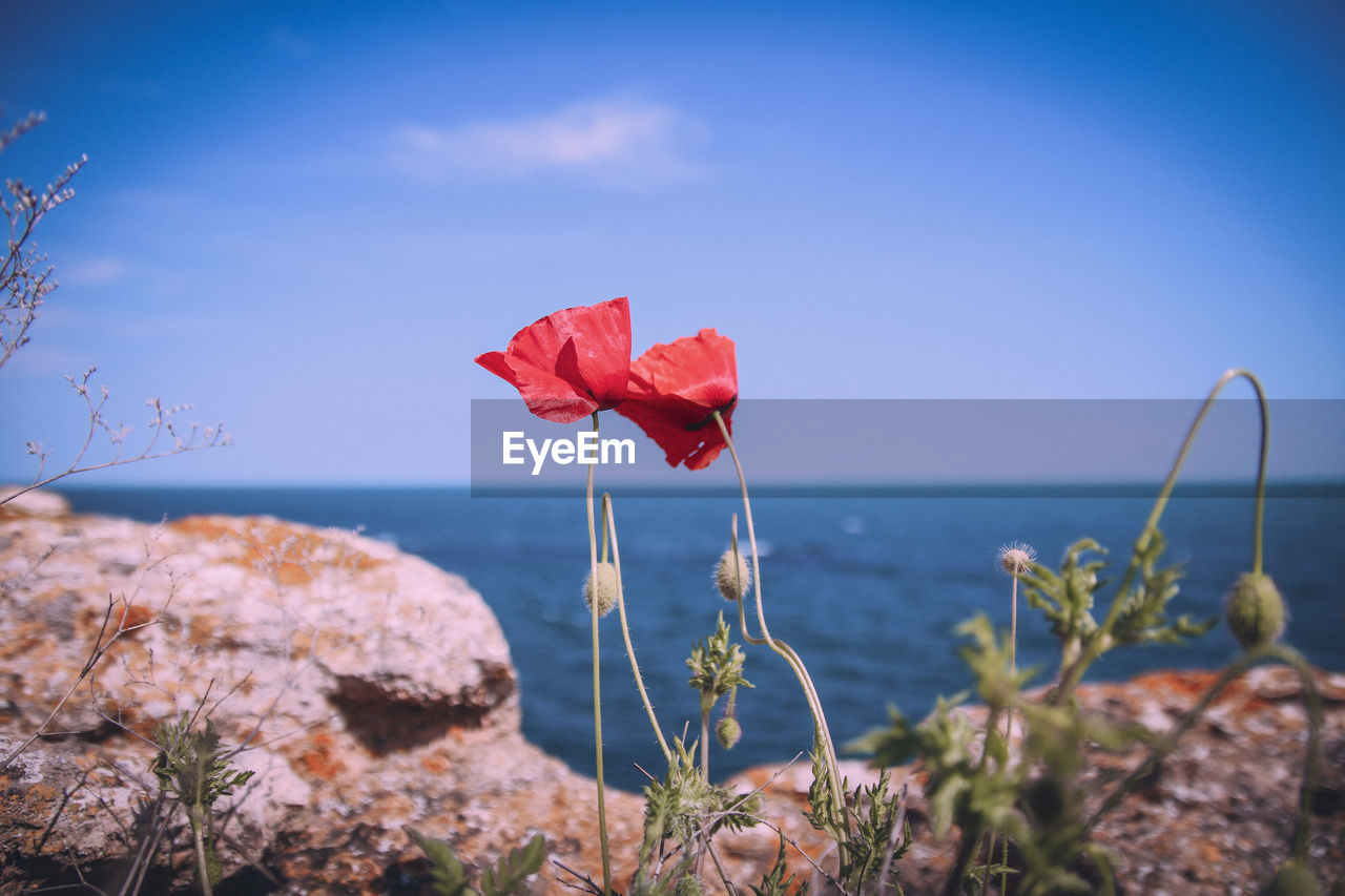 Red flowering plant by sea against sky