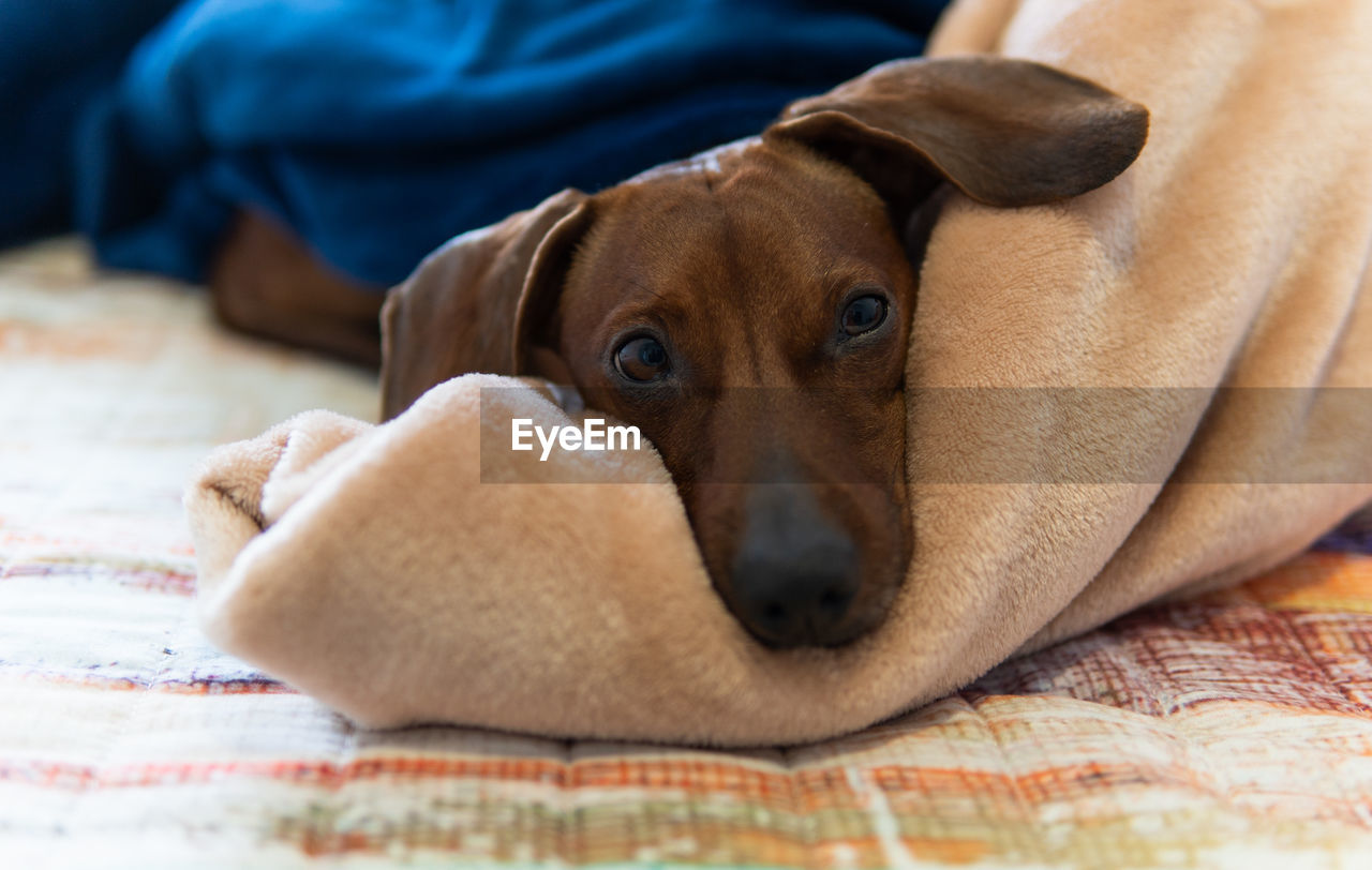 pet, dog, canine, one animal, mammal, animal themes, domestic animals, animal, lying down, puppy, relaxation, close-up, indoors, portrait, furniture, no people, resting, looking at camera, bed, blanket, cute, young animal, domestic room, rhodesian ridgeback, selective focus, animal body part
