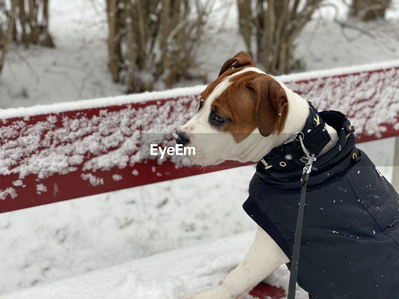 Dog looking at snow