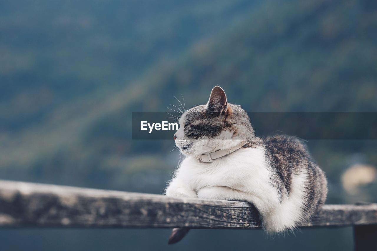 Cat sitting on railing