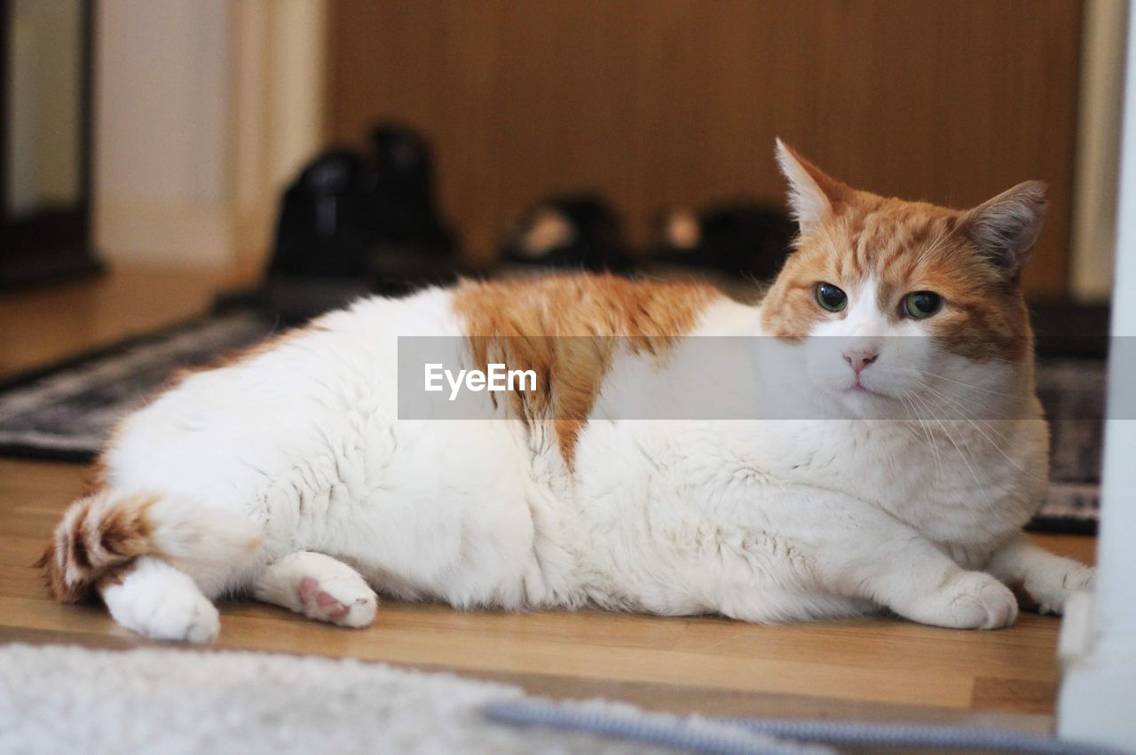 Cat lying by the door at home 