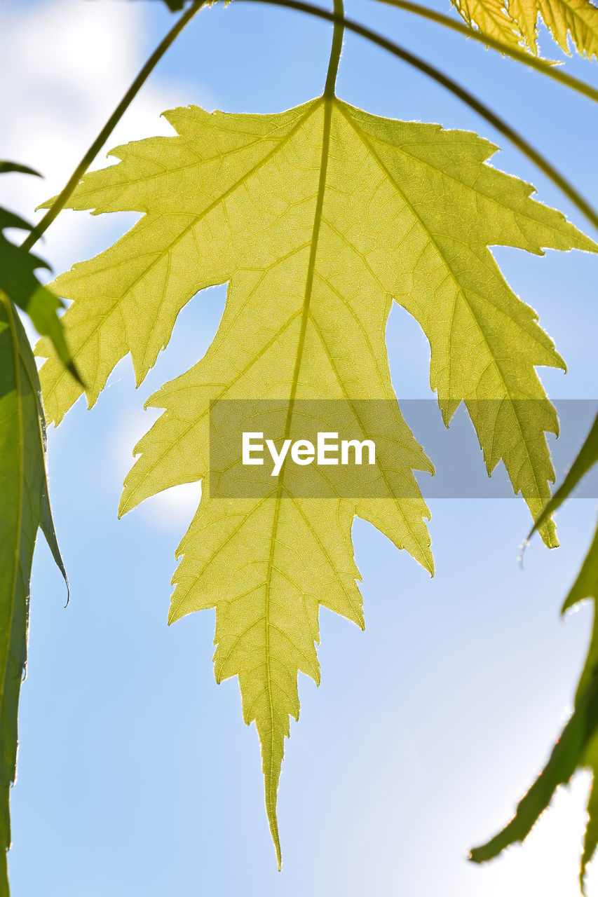 LOW ANGLE VIEW OF LEAF AGAINST SKY