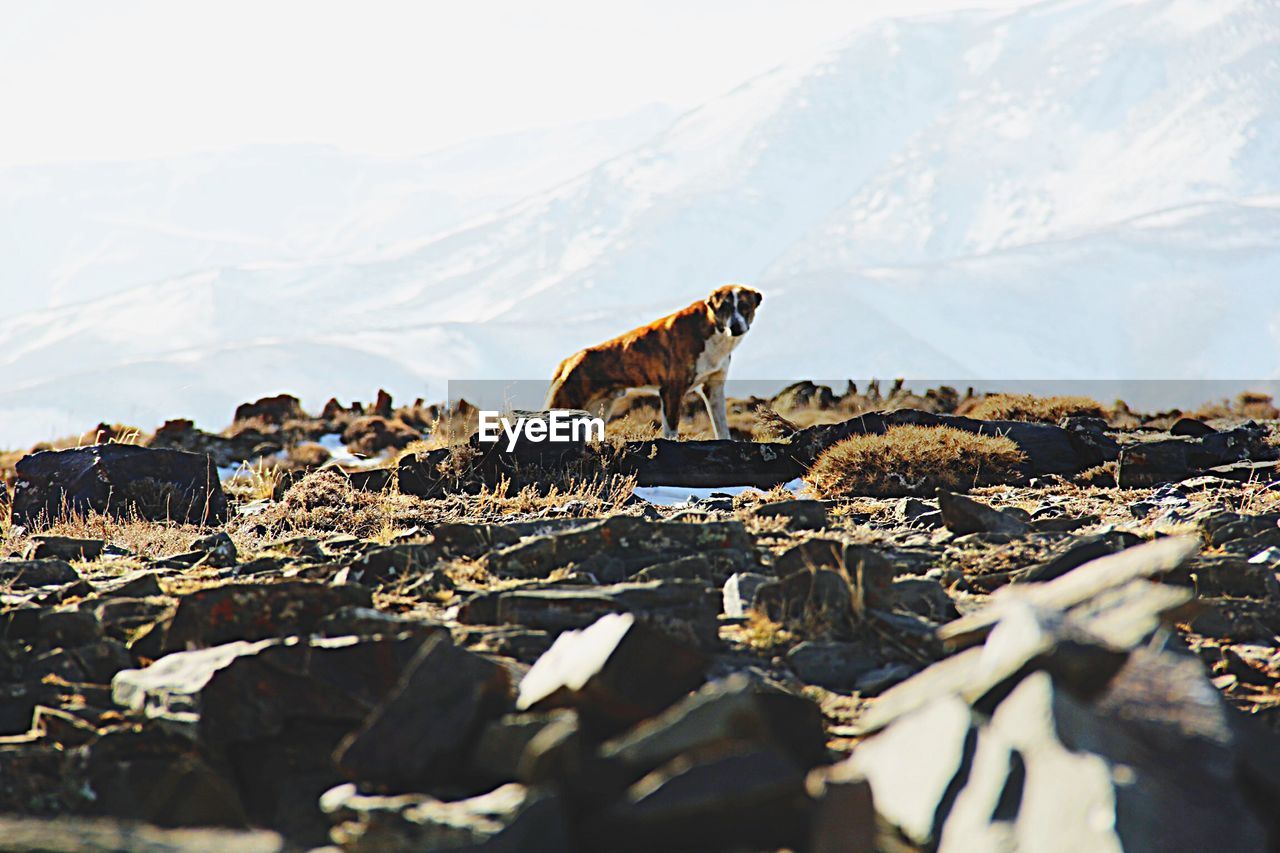 SHEEP GRAZING ON LANDSCAPE