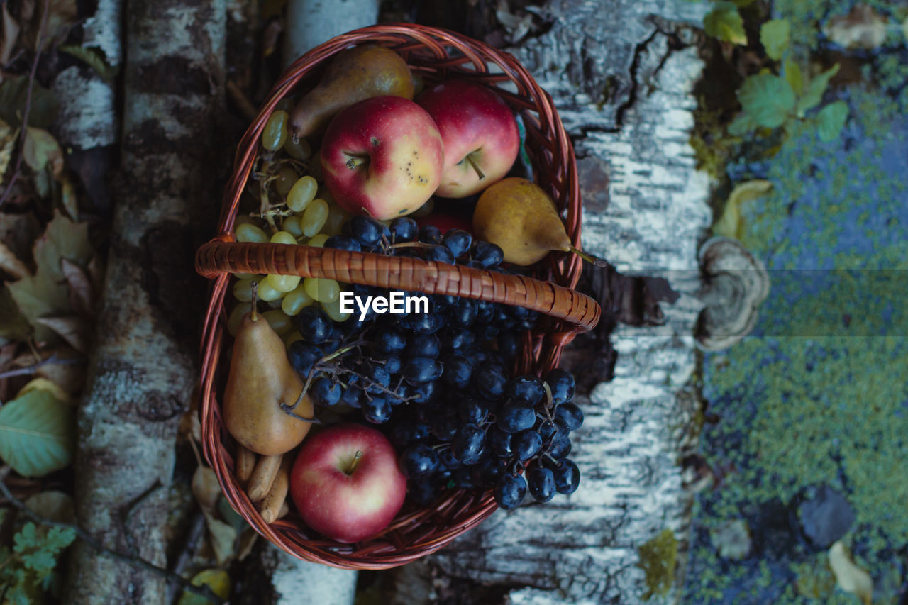 Close up woven basket with ripe fruits standing on birch tree trunks concept photo