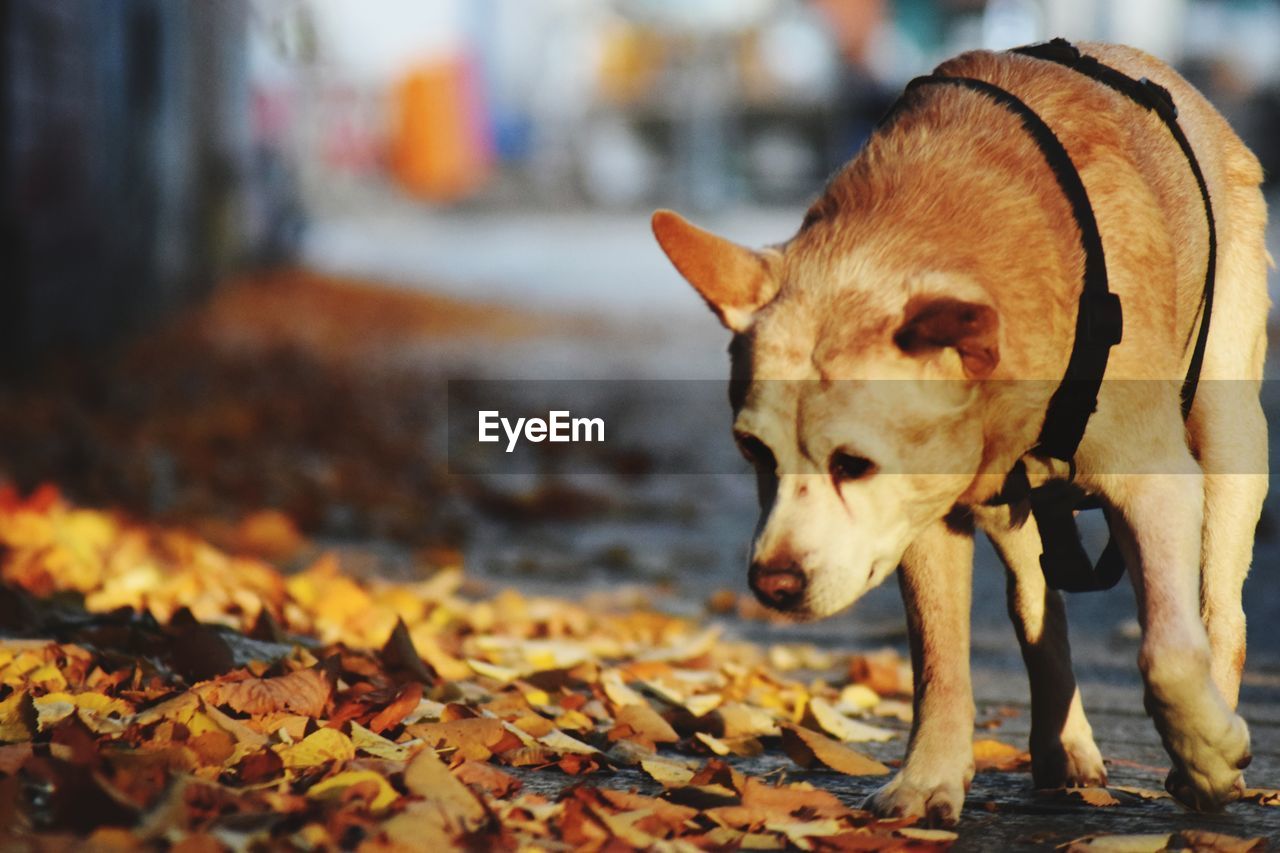 animal, animal themes, mammal, one animal, autumn, domestic animals, pet, dog, canine, leaf, plant part, no people, nature, puppy, day, focus on foreground, outdoors, looking, footpath